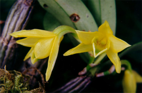 洋蘭 石斛蘭 鼓槌石斛