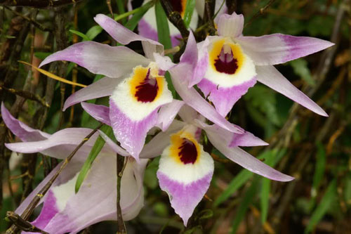 洋蘭 石斛蘭 鼓槌石斛