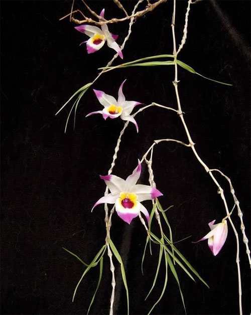 洋蘭 石斛蘭 鼓槌石斛