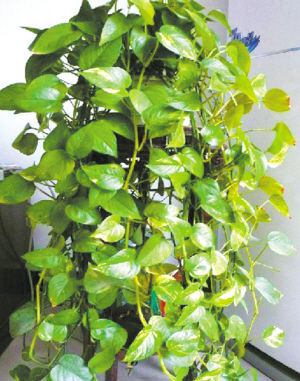 園藝師 室內(nèi)養(yǎng)花 觀賞植物