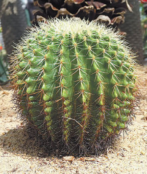 園藝師 室內(nèi)養(yǎng)花 觀賞植物