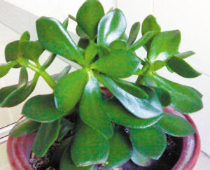 園藝師 室內養花 觀賞植物 