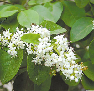 園藝師 室內養花 觀賞植物 