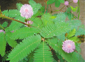 園藝師 室內養花 觀賞植物 