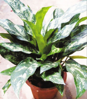 園藝師 室內養花 觀賞植物 