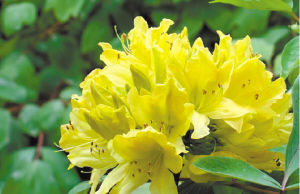 園藝師 室內養花 觀賞植物 