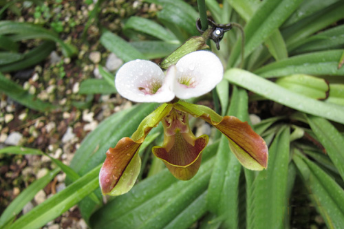 洋蘭 兜蘭 硬葉兜蘭