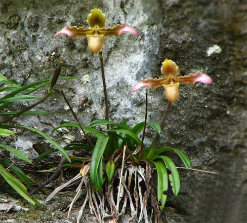 洋蘭 兜蘭 硬葉兜蘭