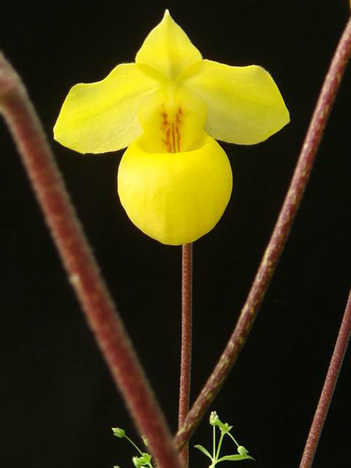 洋蘭 兜蘭 硬葉兜蘭