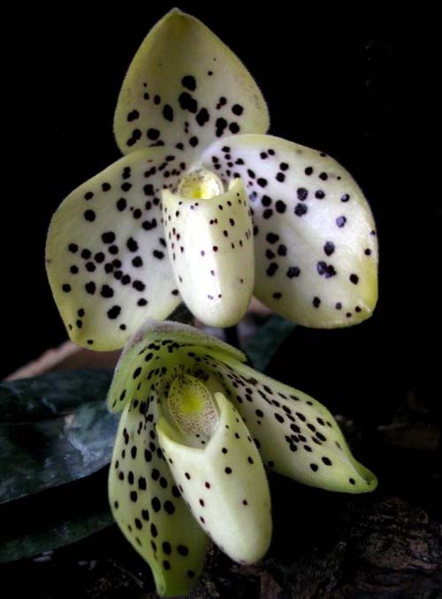 洋蘭 兜蘭 硬葉兜蘭