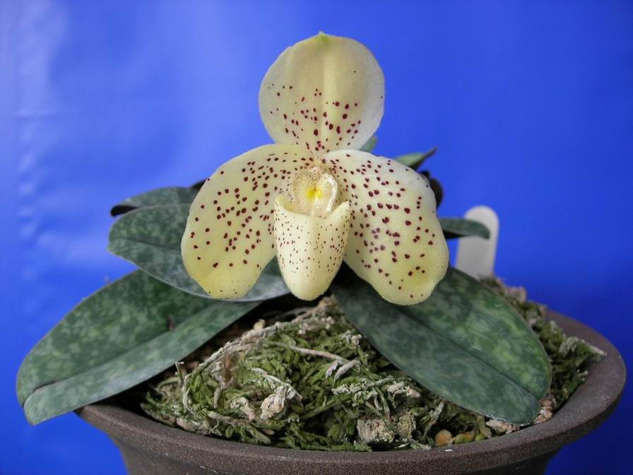 洋蘭 兜蘭 硬葉兜蘭