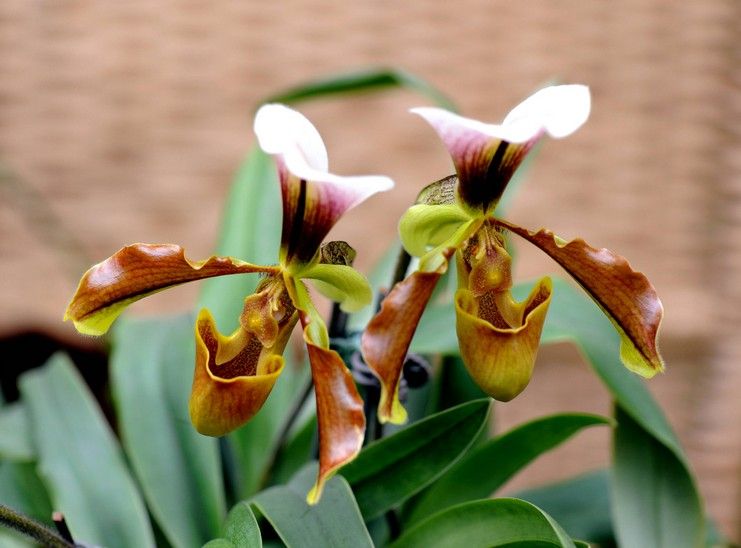 洋蘭 兜蘭 硬葉兜蘭