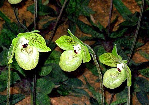 洋蘭 兜蘭 硬葉兜蘭