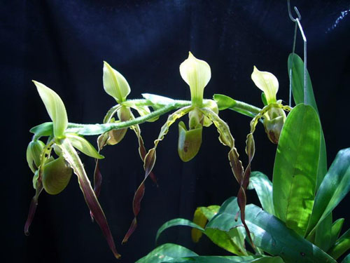 洋蘭 兜蘭 硬葉兜蘭