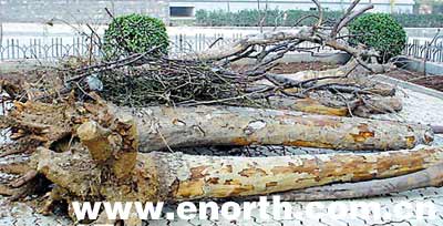 大樹進城 生態城市 城市規劃 綠化工程