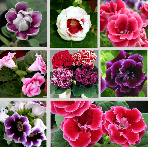 PM2.5 花卉 大巖桐