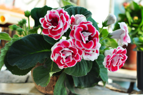 PM2.5 花卉 大巖桐