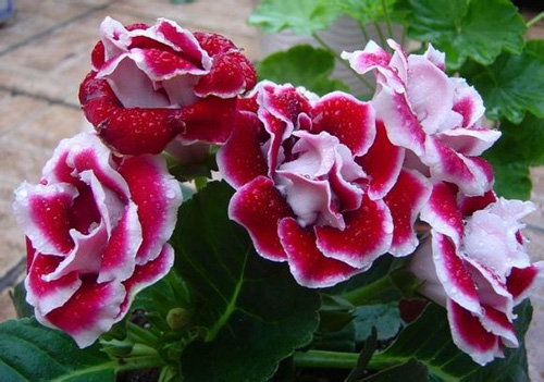 PM2.5 花卉 大巖桐