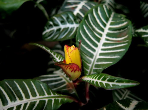 PM2.5 花卉 單藥花