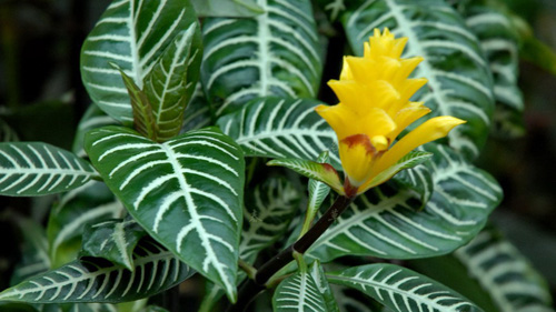 PM2.5 花卉 單藥花