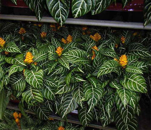 PM2.5 花卉 單藥花