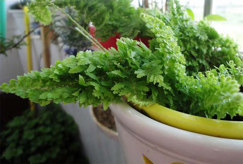 PM2.5 花卉 波士頓蕨