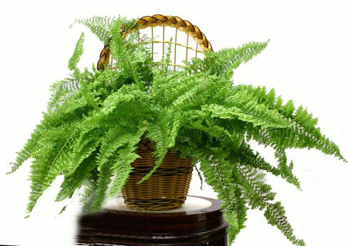 PM2.5 花卉 波士頓蕨