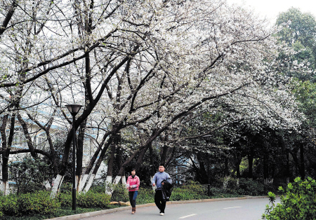 櫻花 賞櫻 中國風景園林網