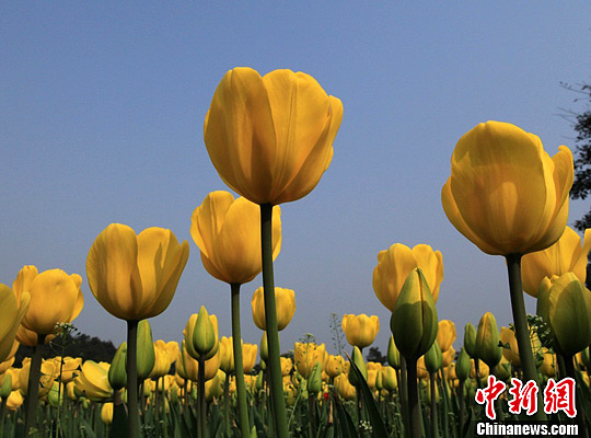 郁金香 花卉 四川