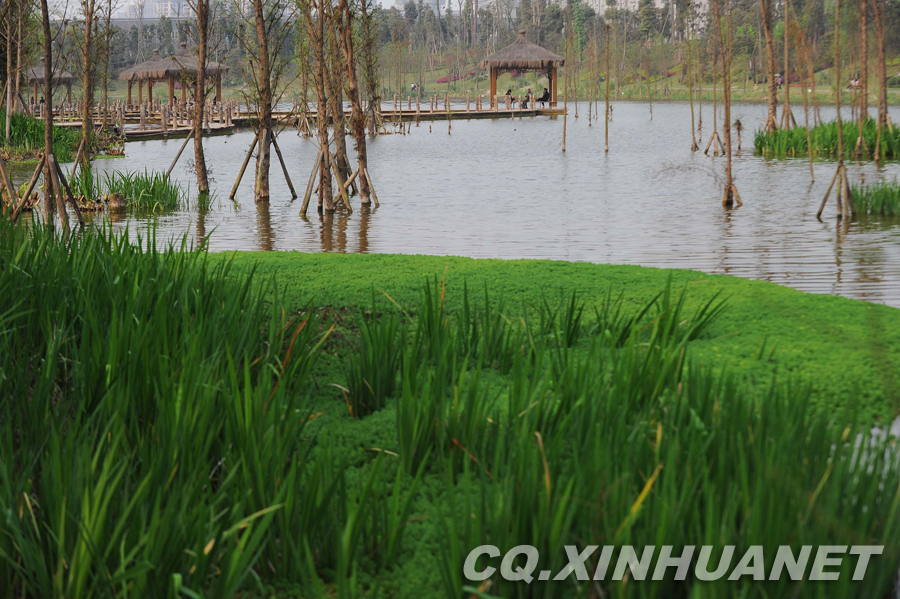 璧山縣觀音塘濕地公園 生物多樣性 