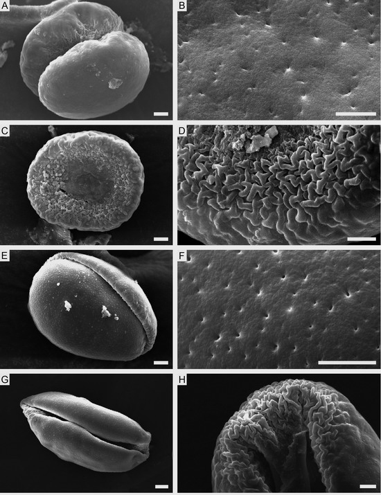 花粉的形狀和外壁紋飾 中國風景園林網