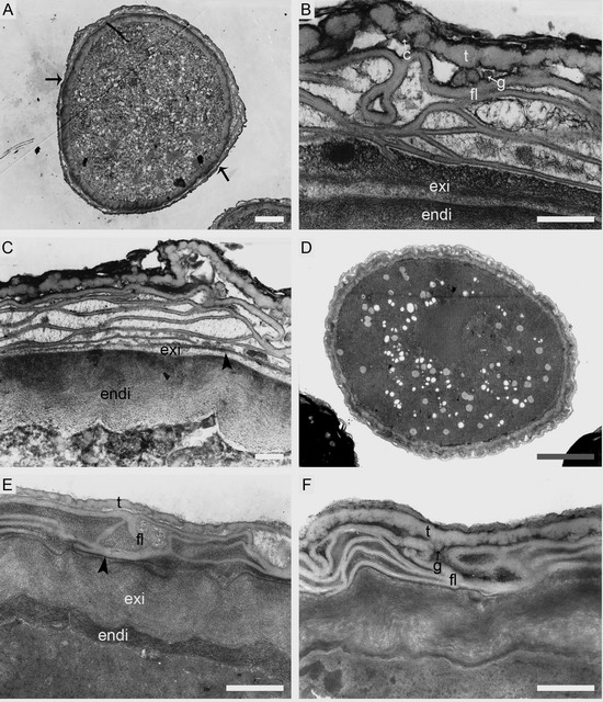 花粉壁的結構 科技研究 中國風景園林網