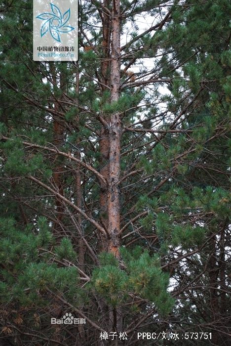 樟子松