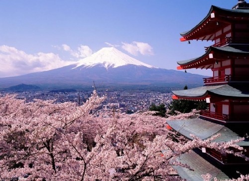 日本櫻花 中國風景園林網