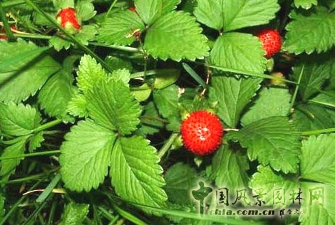 蛇莓 蛇年話"蛇"："蛇"字植物大盤點(diǎn)(一) 中國(guó)風(fēng)景園林網(wǎng)