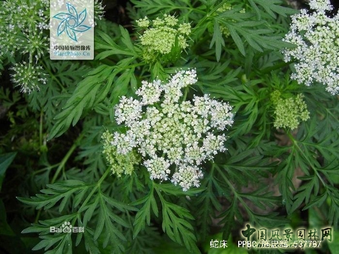  蛇床 蛇年話"蛇"："蛇"字植物大盤點(diǎn)(一) 中國(guó)風(fēng)景園林網(wǎng)