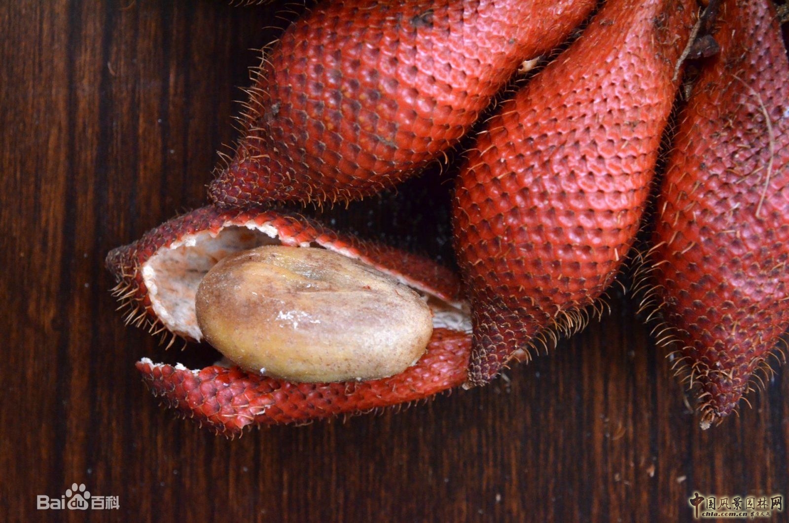 蛇皮果 蛇年話"蛇"："蛇"字植物大盤點(一) 中國風景園林網