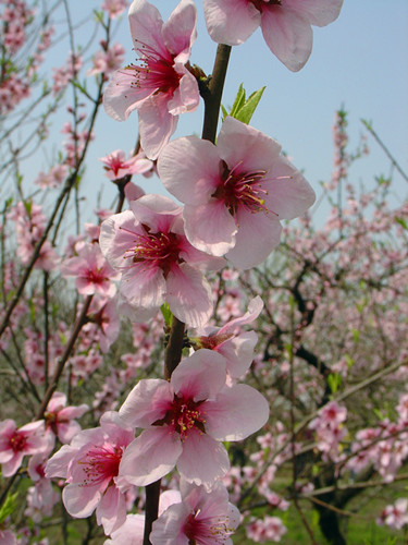 上海植物園的主要桃花品種及其花期 植物造景|園林綠化 中國風景園林網(wǎng)