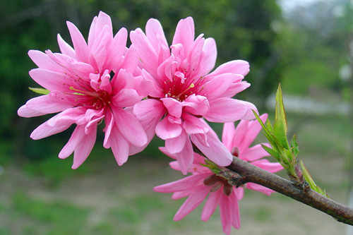 上海植物園的主要桃花品種及其花期菊花桃 植物造景|園林綠化 中國風(fēng)景園林網(wǎng)