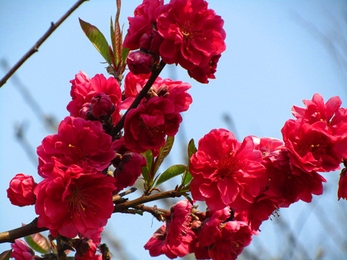 上海植物園的主要桃花品種及其花期紫葉桃 植物造景|園林綠化 中國風(fēng)景園林網(wǎng)