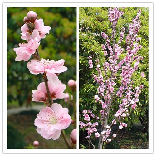 上海植物園的主要桃花品種及其花期塔形桃 植物造景|園林綠化 中國風(fēng)景園林網(wǎng)