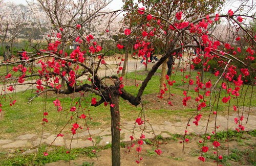 上海植物園的主要桃花品種及其花期垂枝紫葉桃 植物造景|園林綠化 中國風(fēng)景園林網(wǎng)