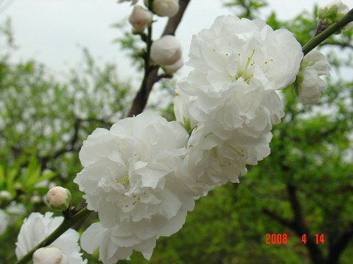 上海植物園的主要桃花品種及其花期白碧桃 植物造景|園林綠化 中國風景園林網