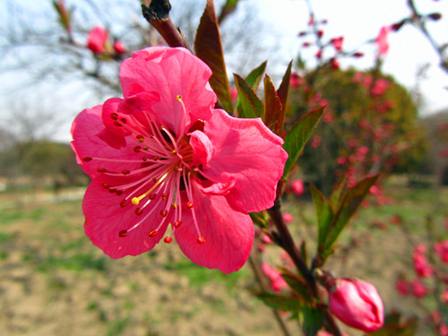 上海植物園的主要桃花品種及其花期春紅花油桃 植物造景|園林綠化 中國風景園林網
