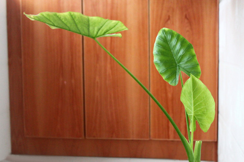 PM2.5 花卉 滴水觀音