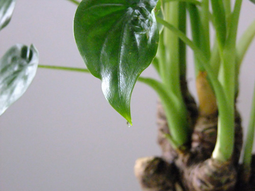 PM2.5 花卉 滴水觀音