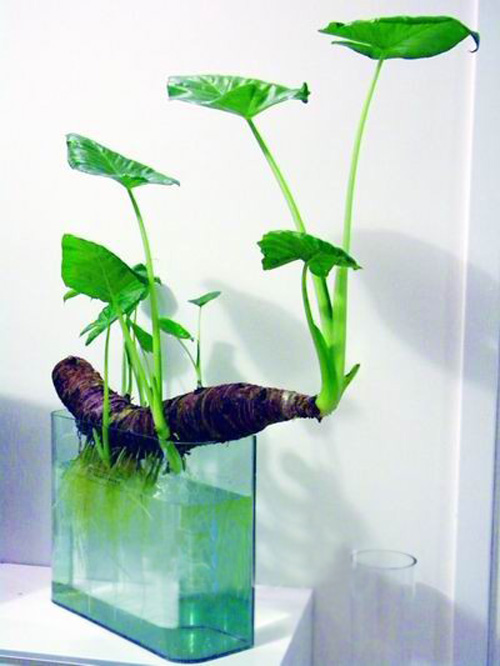 PM2.5 花卉 滴水觀音