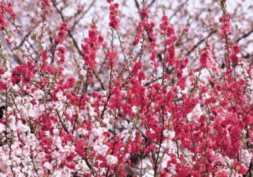 北京植物園桃花 公園 中國風景園林網