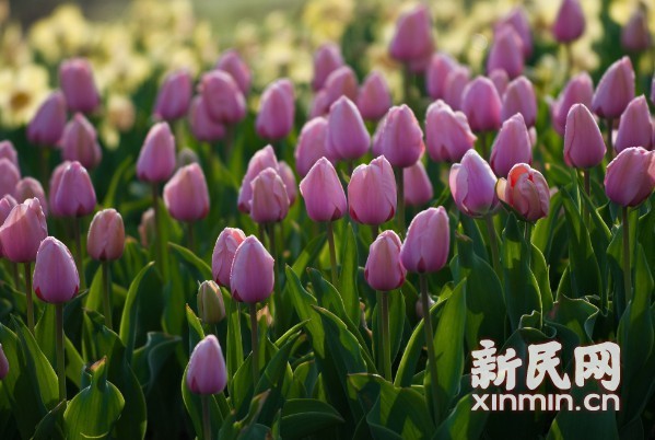 上海 郁金香 植物園