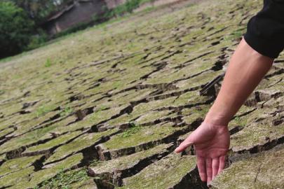 公園 荷花 干旱